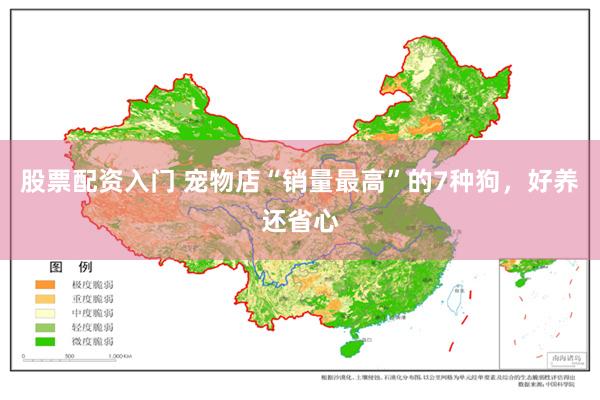 股票配资入门 宠物店“销量最高”的7种狗，好养还省心